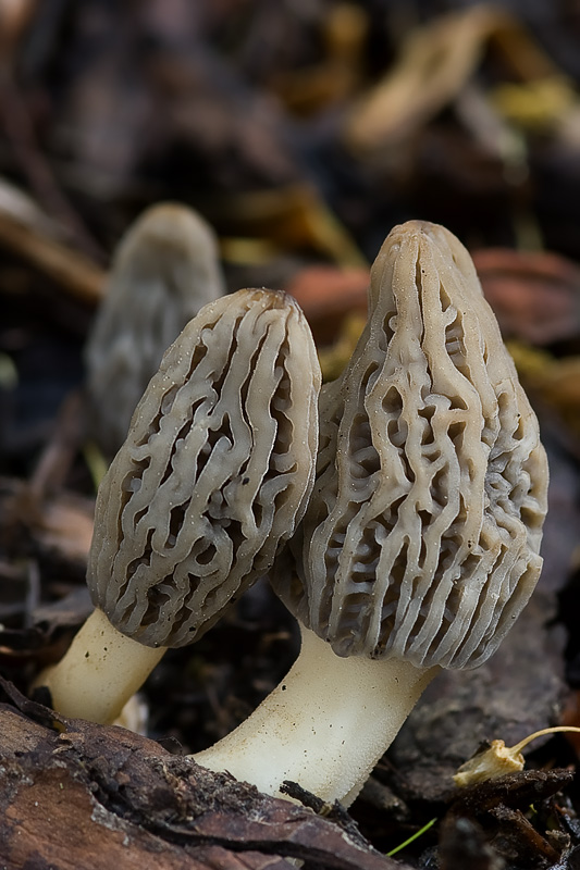 Morchella conica